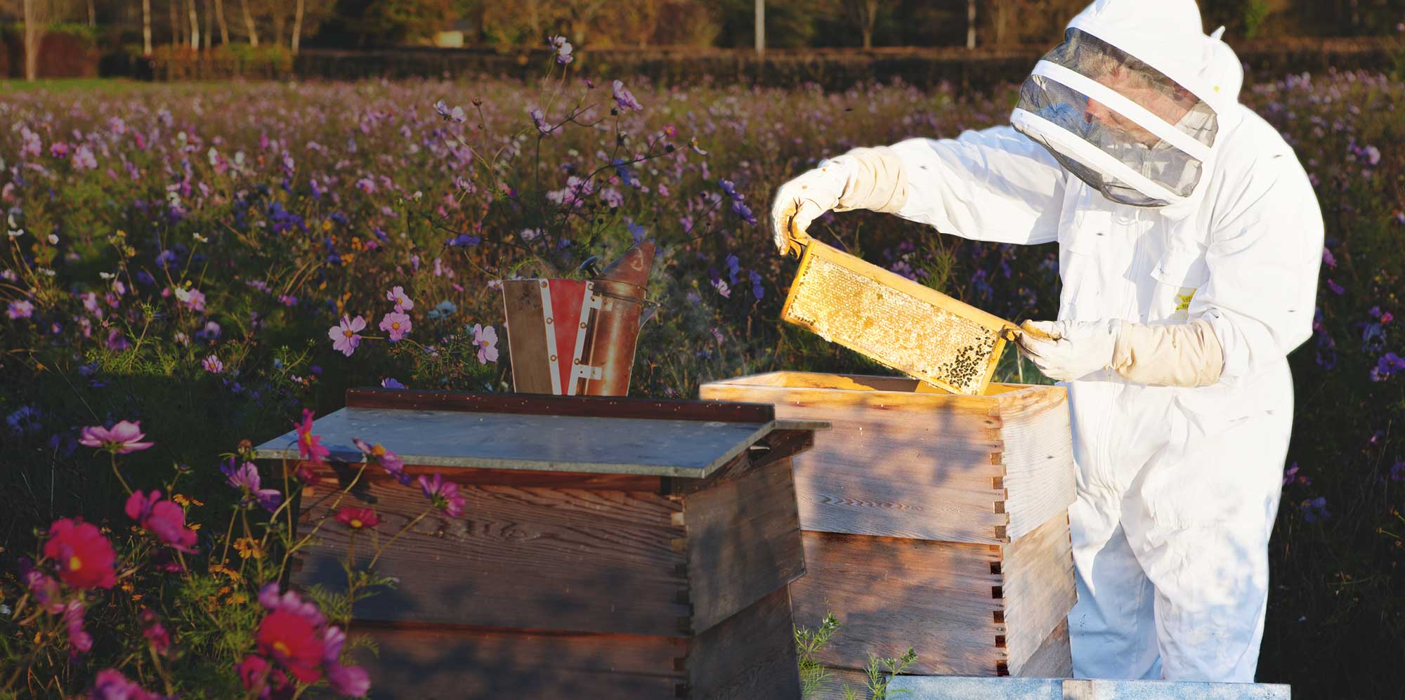 PAUAHON15 Cropped Vertically